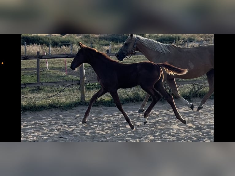 Zangersheider Mare Foal (04/2025) 16,2 hh Chestnut-Red in M&#xFC;cheln (Geiseltal)