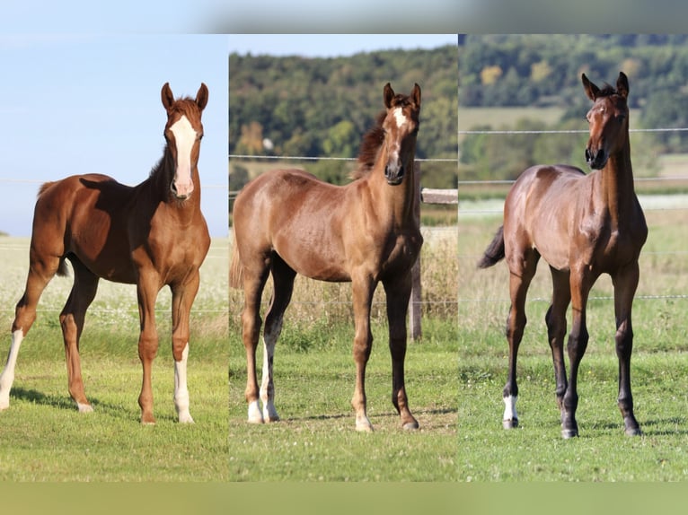 Zangersheider Mare Foal (04/2025) 16,2 hh Chestnut-Red in Dobromierz