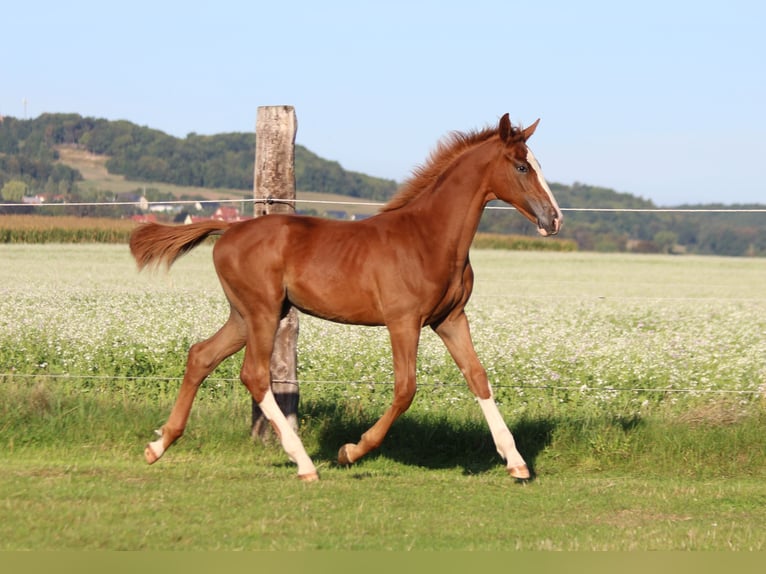 Zangersheider Mare Foal (04/2025) 16,2 hh Chestnut-Red in Dobromierz