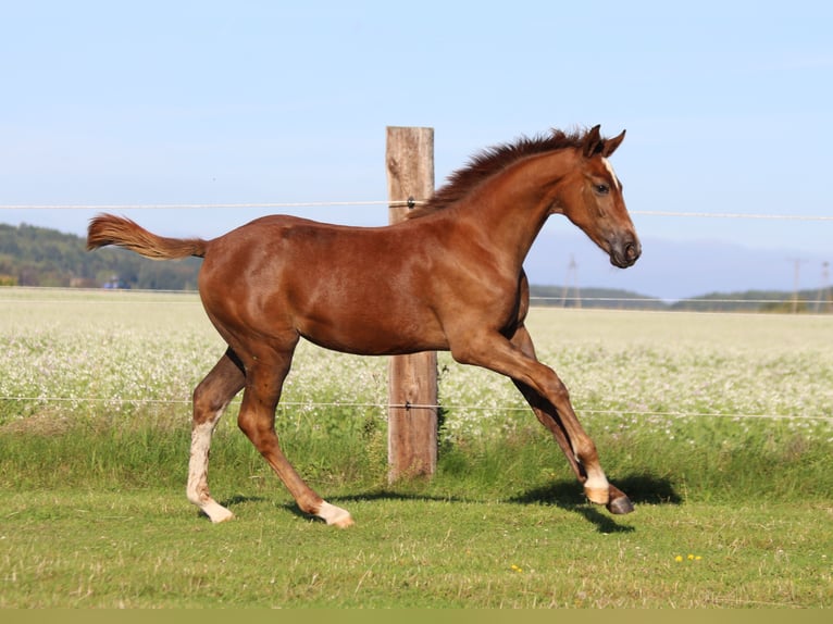 Zangersheider Mare Foal (04/2025) 16,2 hh Chestnut-Red in Dobromierz