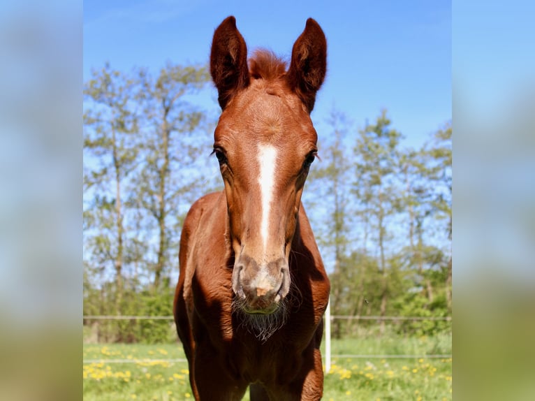 Zangersheider Mare  16,2 hh Chestnut-Red in Midwolde
