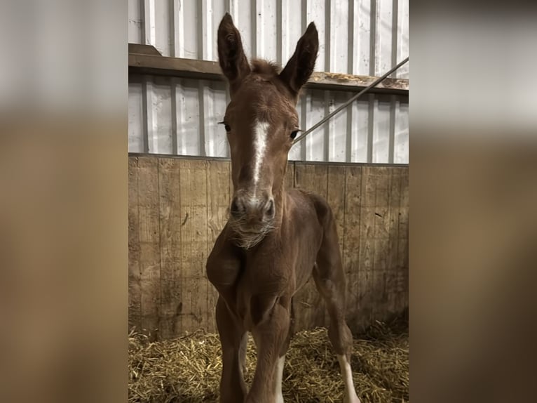 Zangersheider Mare  16,2 hh Chestnut-Red in Midwolde