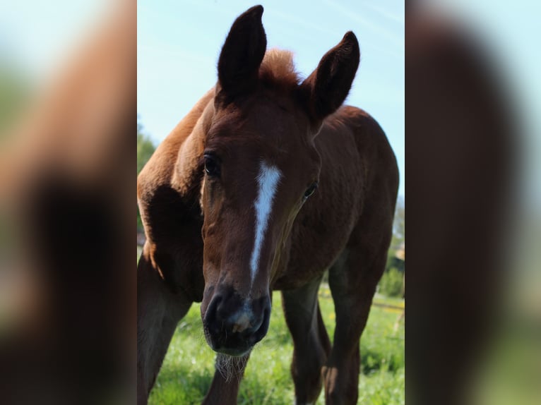 Zangersheider Mare  16,2 hh Chestnut-Red in Midwolde