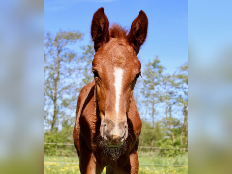 Zangersheider Mare  16,2 hh Chestnut-Red in Midwolde