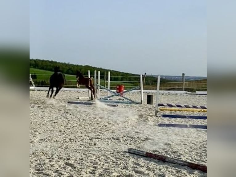 Zangersheider Mare  16,2 hh Chestnut-Red in Weiden bei Rechnitz