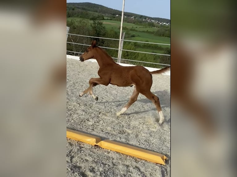 Zangersheider Mare  16,2 hh Chestnut-Red in Weiden bei Rechnitz