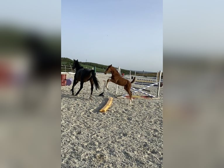 Zangersheider Mare  16,2 hh Chestnut-Red in Weiden bei Rechnitz