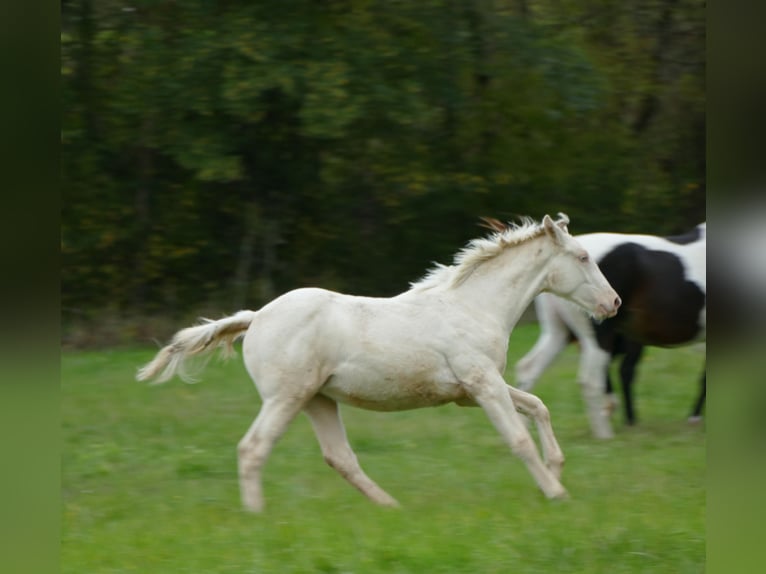 Zangersheider Mare Foal (04/2025) 16,2 hh Cremello in Monflanquin
