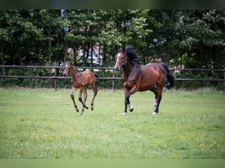 Zangersheider Mare Foal (05/2025) 16,3 hh Bay-Dark in RietbergRietberg