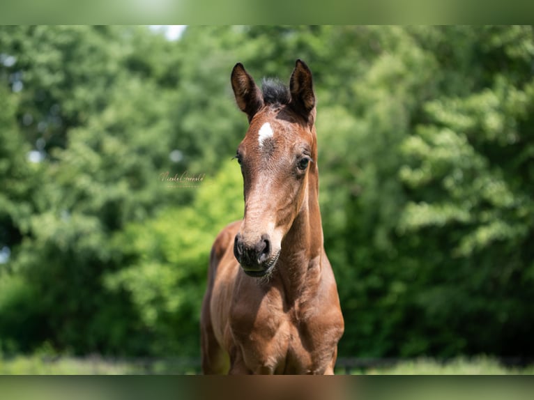 Zangersheider Mare Foal (05/2025) 16,3 hh Bay-Dark in RietbergRietberg