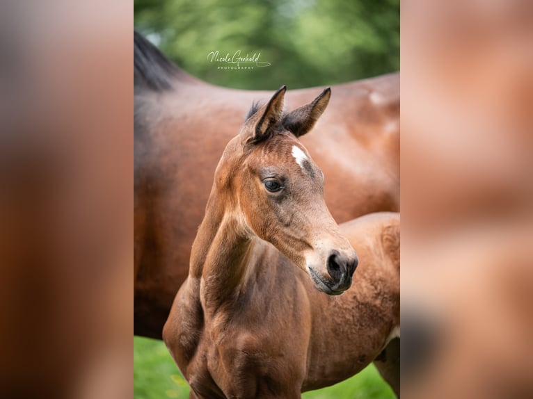 Zangersheider Mare Foal (05/2025) 16,3 hh Bay-Dark in RietbergRietberg