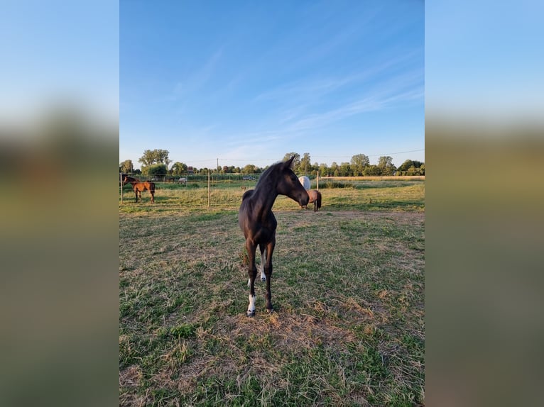 Zangersheider Mare Foal (04/2023) 17 hh Smoky-Black in Rombies
