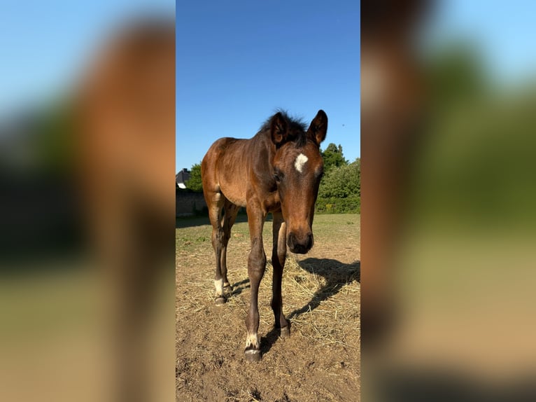 Zangersheider Mare 17,1 hh Bay-Dark in Herzogenrath Zangersheider Mare 17,1 hh Bay-Dark in Herzogenrath