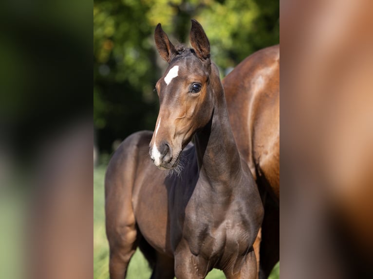 Zangersheider Mare Foal (07/2025) Bay-Dark in Kedichem