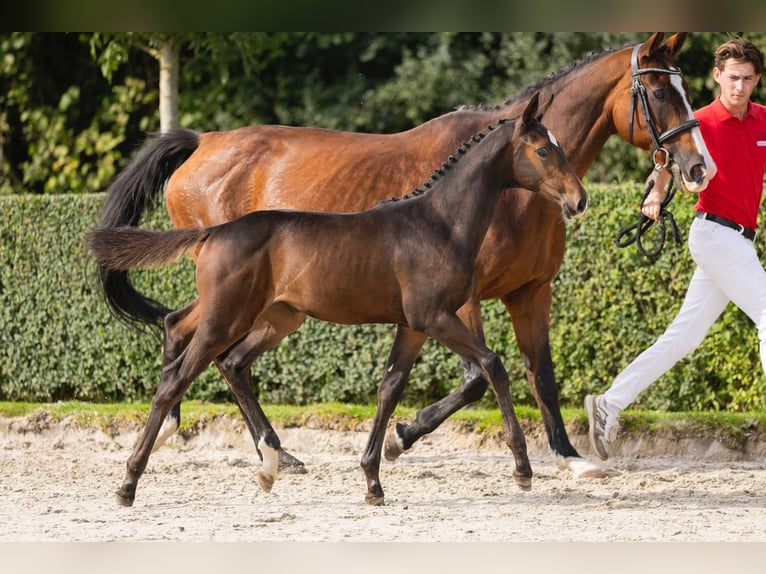 Zangersheider Mare Foal (07/2025) Bay-Dark in Kedichem