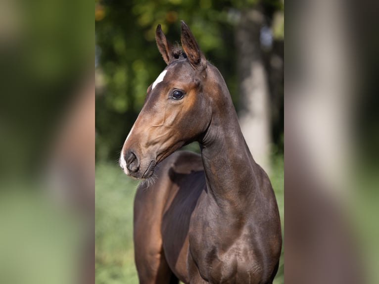 Zangersheider Mare Foal (07/2025) Bay-Dark in Kedichem