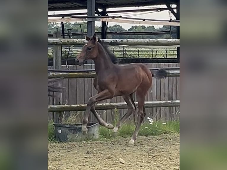 Zangersheider Mare Foal (06/2025) Bay-Dark in Kevelaer