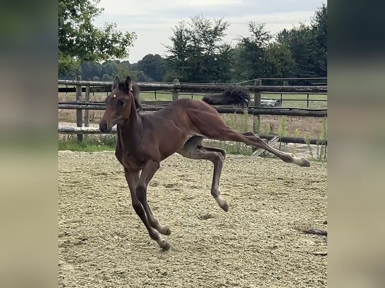 Zangersheider Mare Foal (06/2025) Bay-Dark in Kevelaer