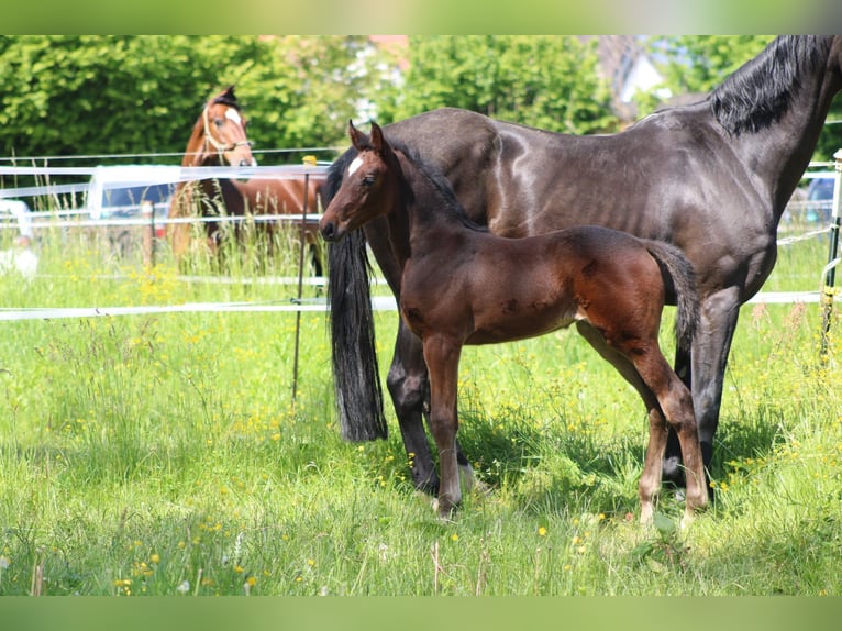 Zangersheider Mare Foal (03/2026) Bay-Dark in ModautalModautal