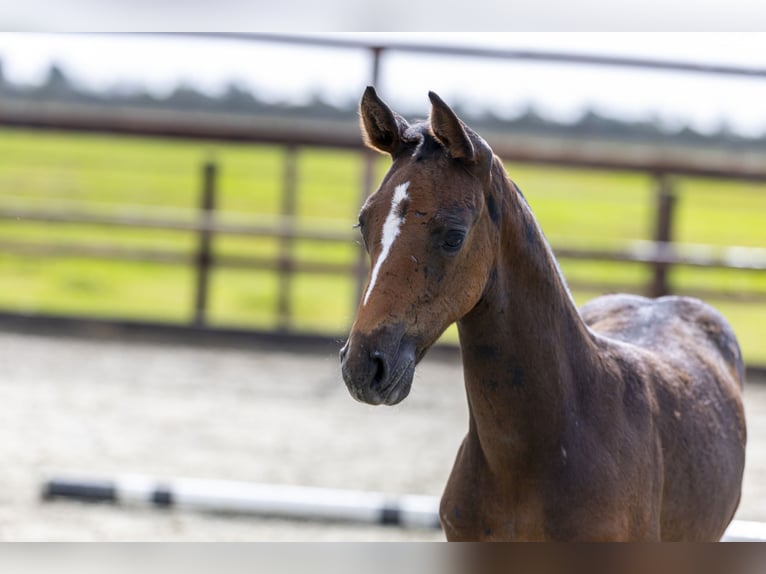 Zangersheider Mare Foal (07/2025) Bay-Dark in Waddinxveen