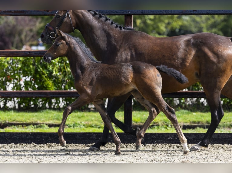 Zangersheider Mare Foal (07/2025) Bay-Dark in Waddinxveen