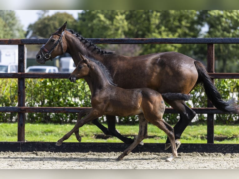 Zangersheider Mare Foal (07/2025) Bay-Dark in Waddinxveen