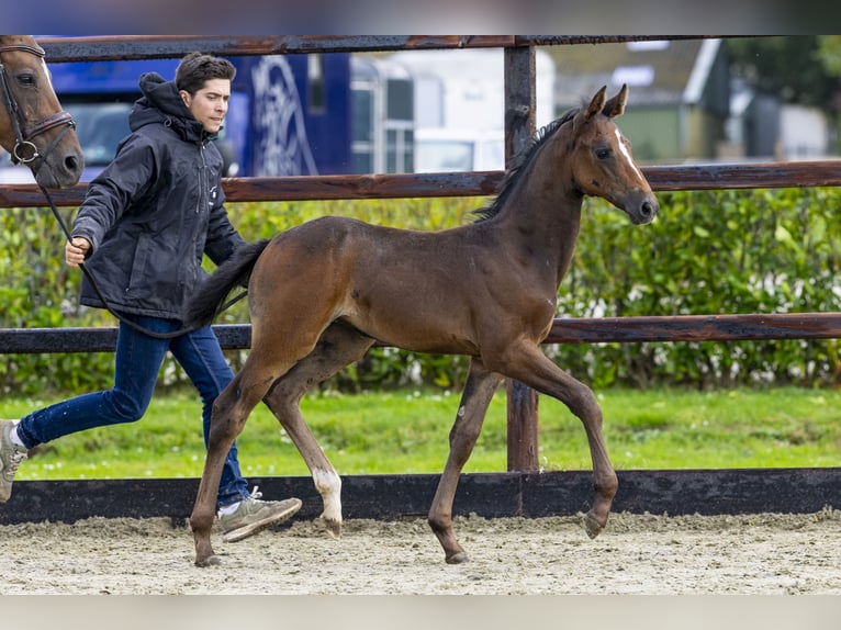 Zangersheider Mare Foal (07/2025) Bay-Dark in Waddinxveen