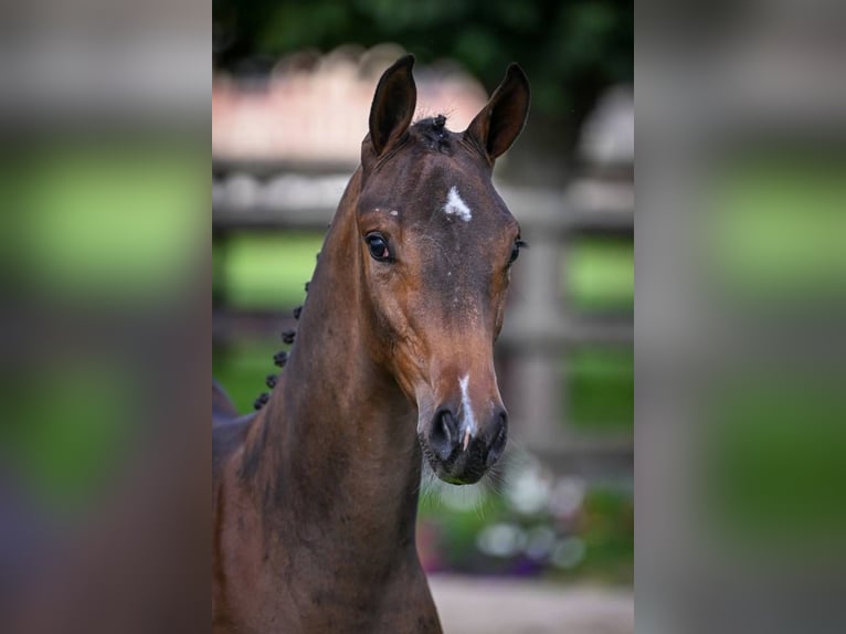 Zangersheider Mare Foal (03/2025) Bay-Dark in Wolvertem