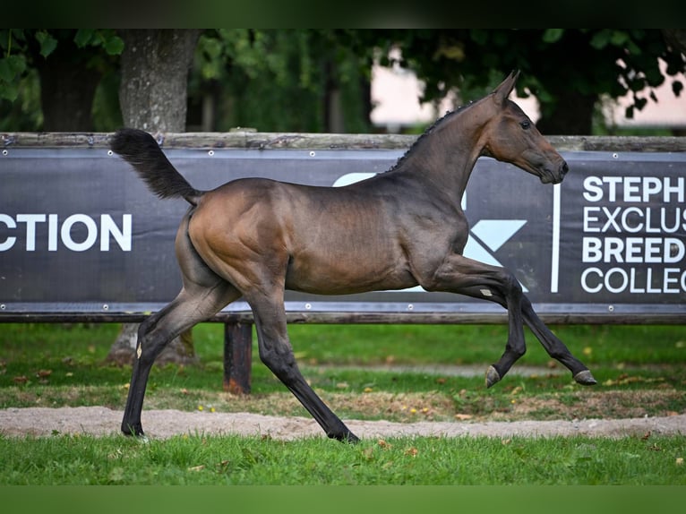 Zangersheider Mare Foal (04/2025) Bay-Dark in Wolvertem