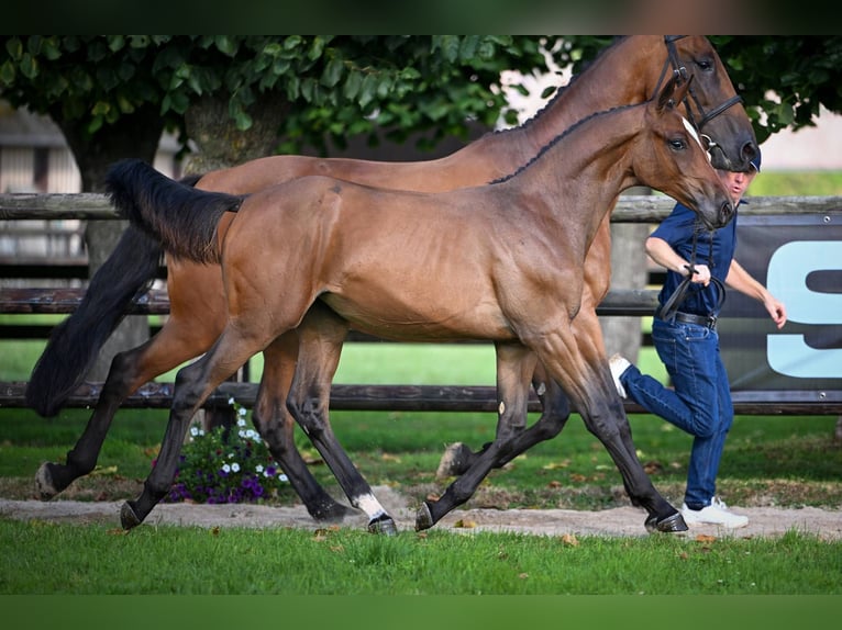 Zangersheider Mare Foal (01/2025) Bay-Dark in Wolvertem