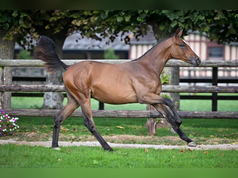Zangersheider Mare Foal (01/2025) Bay-Dark in Wolvertem
