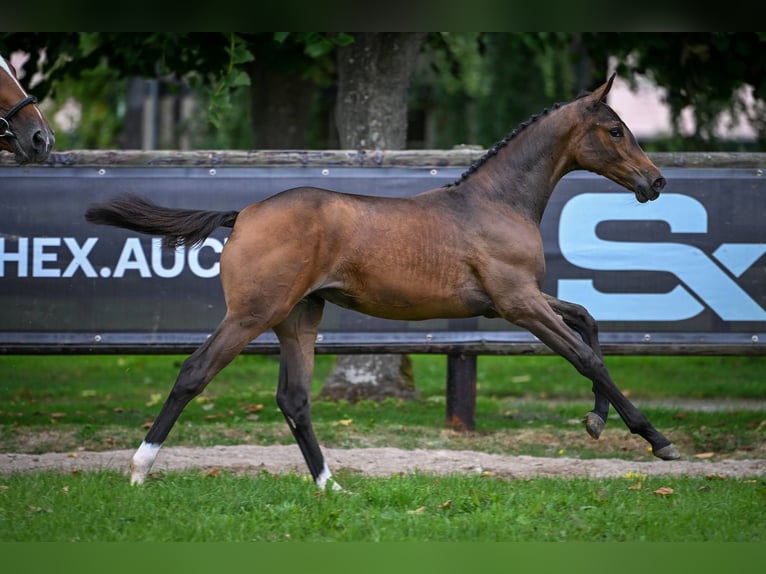 Zangersheider Mare Foal (03/2025) Bay-Dark in Wolvertem
