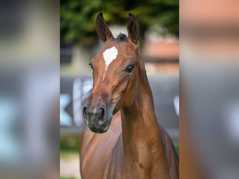 Zangersheider Mare Foal (01/2025) Bay-Dark in Wolvertem