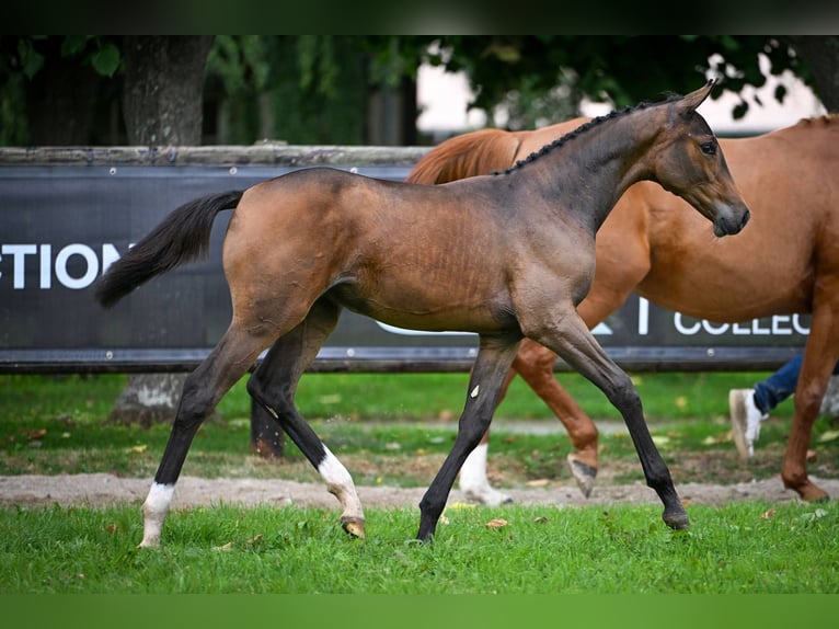 Zangersheider Mare Foal (03/2025) Bay-Dark in Wolvertem