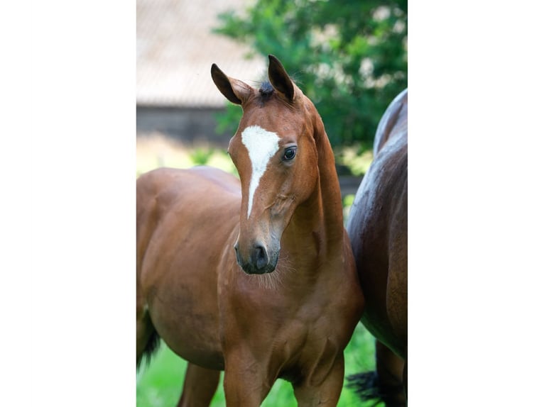 Zangersheider Mare Foal (02/2026) Bay in Heerde