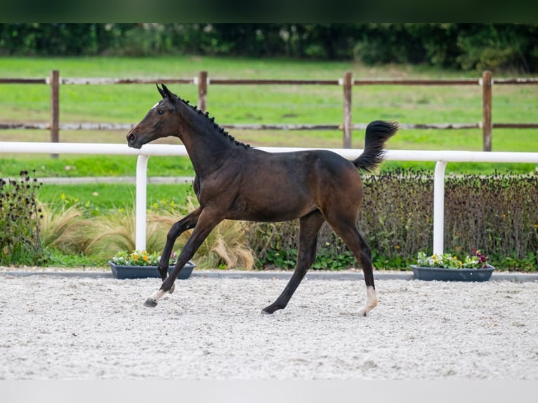 Zangersheider Mare Foal (04/2024) Bay in Tök