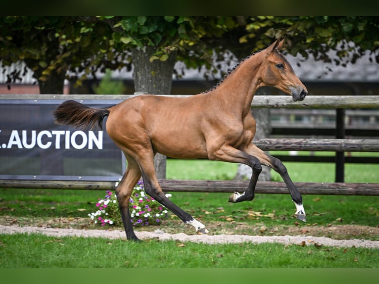 Zangersheider Mare Foal (03/2025) Bay in Wolvertem