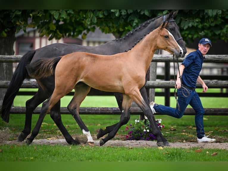 Zangersheider Mare Foal (02/2025) Bay in Wolvertem