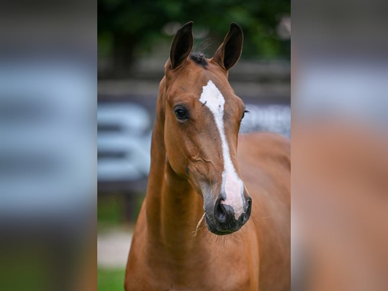 Zangersheider Mare Foal (02/2025) Bay in Wolvertem
