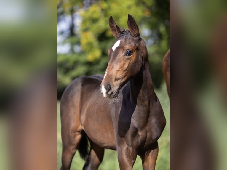 Zangersheider Mare Foal (07/2025) Black in Kedichem
