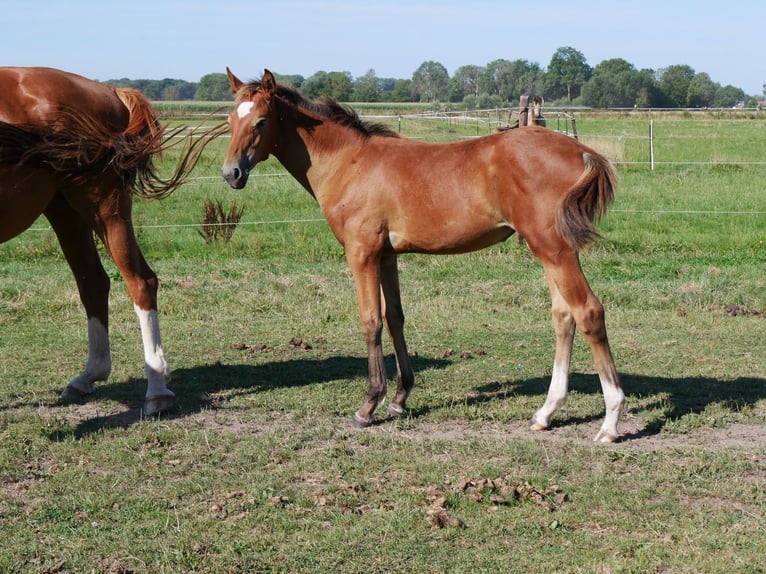 Zangersheider Mare Foal (03/2026) Brown in Elmshorn