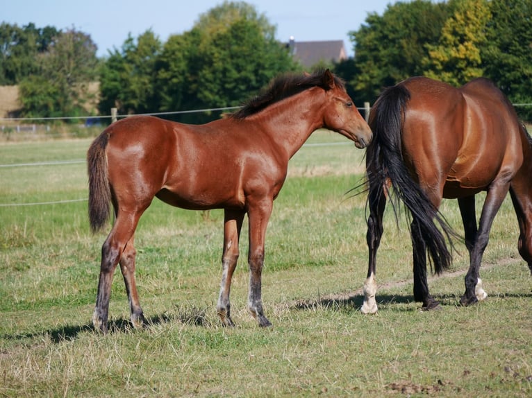 Zangersheider Mare Foal (03/2026) Brown in Elmshorn