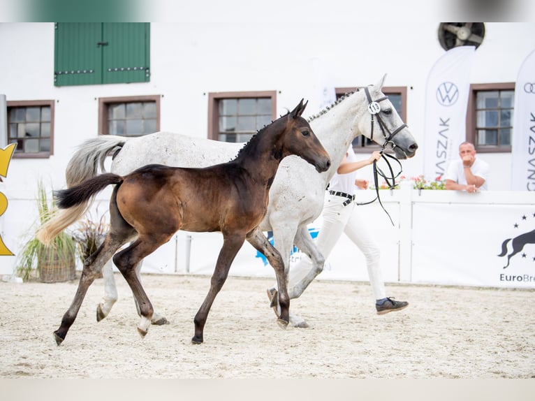 Zangersheider Mare Foal (06/2023) Brown in Wudzyn