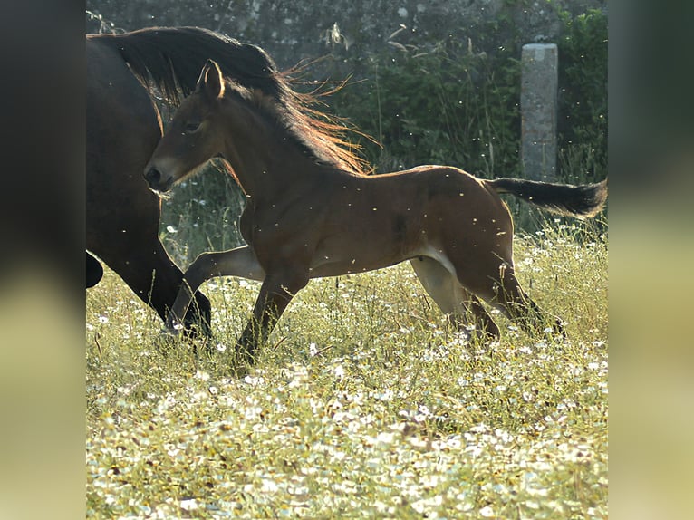 Zangersheider Mare  Brown in Murtosa