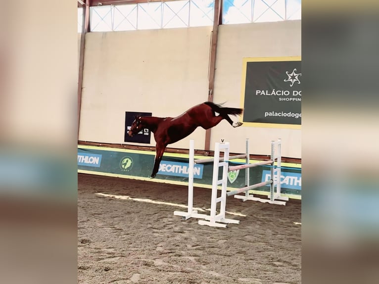 Zangersheider Mare  Brown in Murtosa