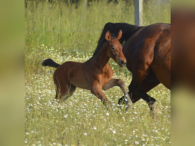 Zangersheider Mare  Brown in Murtosa