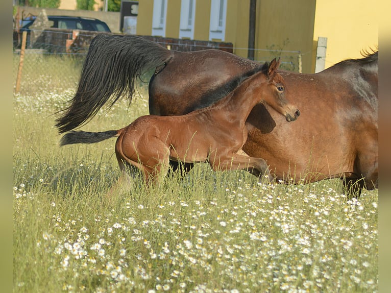 Zangersheider Mare  Brown in Murtosa