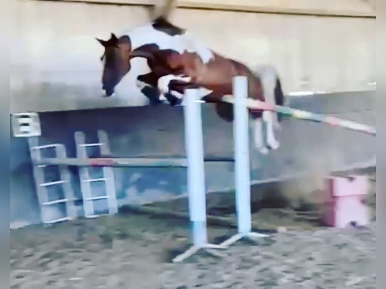 Zangersheider Mare  Brown in Murtosa