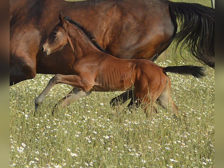 Zangersheider Mare  Brown in Murtosa
