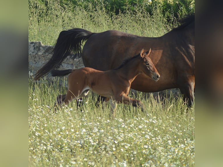 Zangersheider Mare  Brown in Murtosa
